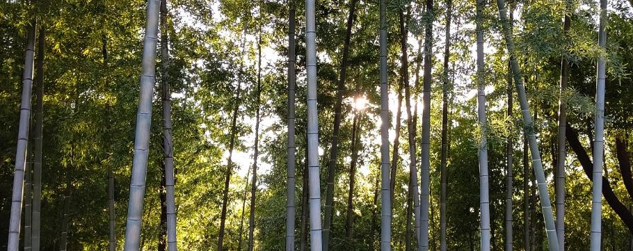 令和八年夏本番